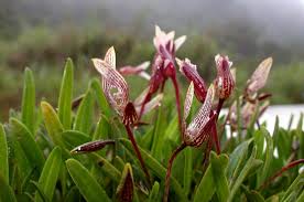 Image result for Bulbophyllum sp. nov