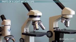 Light Microscope Definition Uses Parts Video Lesson
