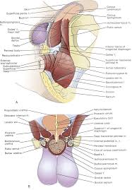 Buckova fascia je kontinuálna s vonkajšia spermatická fascia v miešok a podväzkové väzivo penisu. Perineum Abdominal Key