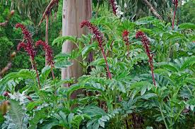 Image result for Melianthus major