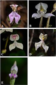 Image result for Disperis virginalis