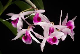 We did not find results for: Orchid Natural History Britannica