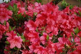Nothing Is More Beautiful Than An Azalea Shrub In Bloom These Easy Care Shrubs Come In So Many Colors It S Hard Azaleas Care Azaleas Landscaping Garden Shrubs