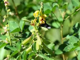 Image result for Crotalaria recta