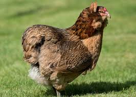 Hatching eggs are $50.00 for 6 shipped. Everything You Need To Know About Araucana Chickens The Happy Chicken Coop