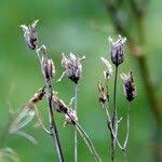 Image result for Swertia fimbriata