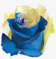 We did not find results for: 10 Sky Blue And Yellow Rose Flower Png Transparent Png 1417x1417 Free Download On Nicepng