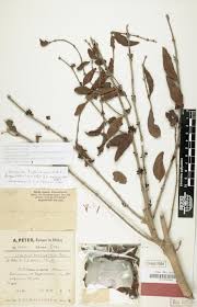 Image result for Englerina