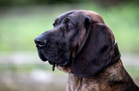 Image result for hannoverský barvář