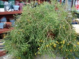It is in an eight inch clay pot and kept outside in the late spring, summer and early when the other plant had died, i replanted my dancing bones cactus (never heard this name until today, but very suitable) in a slightly bigger pot and it's. Plantfiles Pictures Hatiora Species Dancing Bones Cactus Drunkard S Dream Spice Cactus Hatiora Salicornioides By Kniphofia