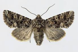 Image result for Hadena perplexa