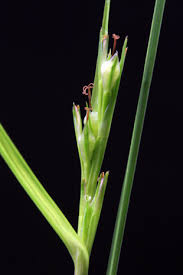 Image result for Scleria mikawana