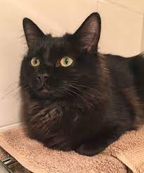 When ann baker created the ragdoll breed approximately 50 years ago, 'solid' coat cats were part of her breeding program. Bentley Dark Brown Black Solid Colour Ragdoll Cat Cat Dark Ragdoll Cat Cats