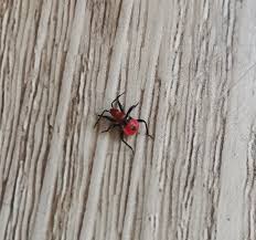 Image result for Cyperus aterrimus