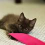 Profile Picture of Newborn Kitten Photo Shoot Goes Viral | TIMEon Google