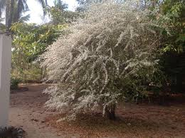 Image result for Cladostemon kirkii