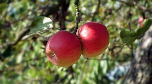 You use fruit tree grease for insect control. Gardening Jobs For November Michael Perry Mr Plant Geek