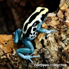 Black And Yellow Dart Frog Dendrobates Tinctorius Patricia Color Light Blue Yellow And Black Size Large Reaching Up To 2 Inches Or Larger Localit Frog Dart Frog Poison Dart Frogs