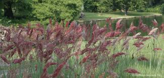 Image result for Melinis nerviglumis