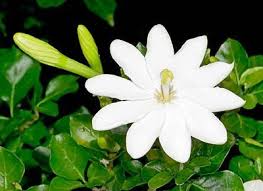 Nama gardenia diberikan oleh alexander garden, seorang naturalis amerika kelahiran skotlandia. Bunga Energi Dan Tanda Gardenia Gardenia Sights And Feperstion