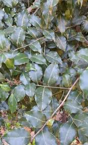 Image result for Cryptocarya woodii