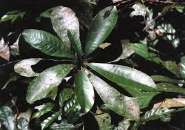 Image result for Dictyophleba ochracea