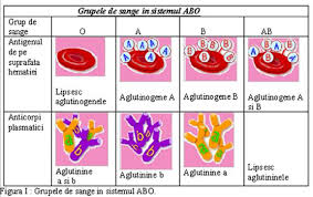 Doua antigene majore sau identificatori de suprafata pe celulele rosii sunt antigenii a si b. Grupele Sanguine Human Anatomy Quiz Quizizz