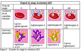 În practica medicală curentă prezintă importanţă sistemele abo şi rh. Grupele Sanguine Human Anatomy Quiz Quizizz