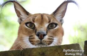 See more ideas about caracal, caracal cat, wild cats. Vhap 5cswwtczm