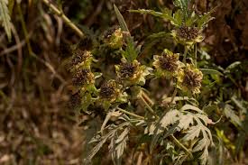 Image result for Bidens pinnatipartita