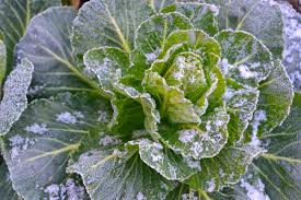 Areas that have a lot of fog often have heavy frosts. First And Last Frost Dates By Location The Old Farmer S Almanac