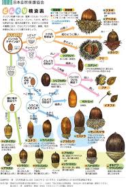 配布資料 これは何の木のどんぐり オフィシャルpro nacs j 植物栽培 植物 図鑑 どんぐり 種類