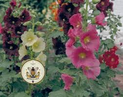 Image result for Alcea rosea `Appleblossom`