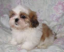 Maybe you would like to learn more about one of these? Shih Tzu Welpen Aus Seriosem Zuhause Tiermarkt Net
