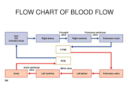 ppt the heart powerpoint presentation free download id