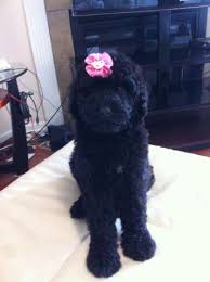 We have both toy and mini sizes of the. Playful Cute Giant Schnoodle Puppies For Sale In Savannah Georgia Classified Americanlisted Com