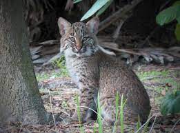 Bobcat Baby In Wild By Robomsawin Jungledragon Wild Cat Species Wild Cats Baby Lynx