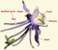 Pin On Columbines Aquilegia
