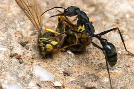 Myrmecia Pyriformis Ants Australian Fauna Animals