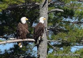 Identification Birds Of Prey In Georgia Pair Of Bald Eagles Wildlife Photography Birds Of Prey Bald Eagle Photos Nature Photography Bald Eagle Couple Bald Eagle Photo Bald Eagle Wildlife Photography