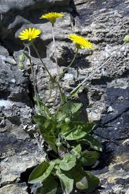 Image result for Achyropsis