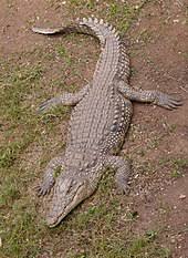 Before the first true crocodiles emerged on the prehistoric scene, there were the phytosaurs (plant lizards): Nile Crocodile Wikipedia