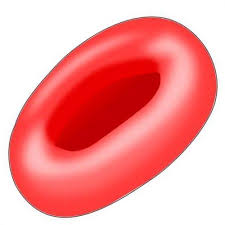 A complete blood count (cbc) is a blood test used to evaluate your overall health and detect a wide range of disorders, including anemia, infection and leukemia. Complete Blood Count Cbc Cancerquest