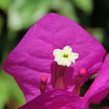 Image result for Bougainvillea sp. cultivar