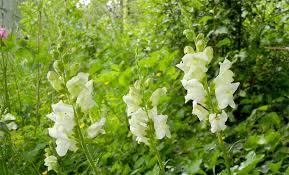 Weiss Bluhende Lowenmaulchen Antirrhinum Majus In Unserem Garten Im Mai 2018 Pflanzen Garten Mais