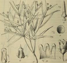 Image result for Secamone delagoensis