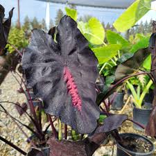 Image result for Colocasia