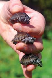 Tortoise Trust Web Care And Breeding Of Musk Turtles Musk Turtle Turtle Care Baby Turtles