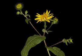 Image result for Sphaeranthus gomphrenoides