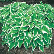 Space your hosta seedlings 18 inches apart. Hosta Albo Marginata K Van Bourgondien
